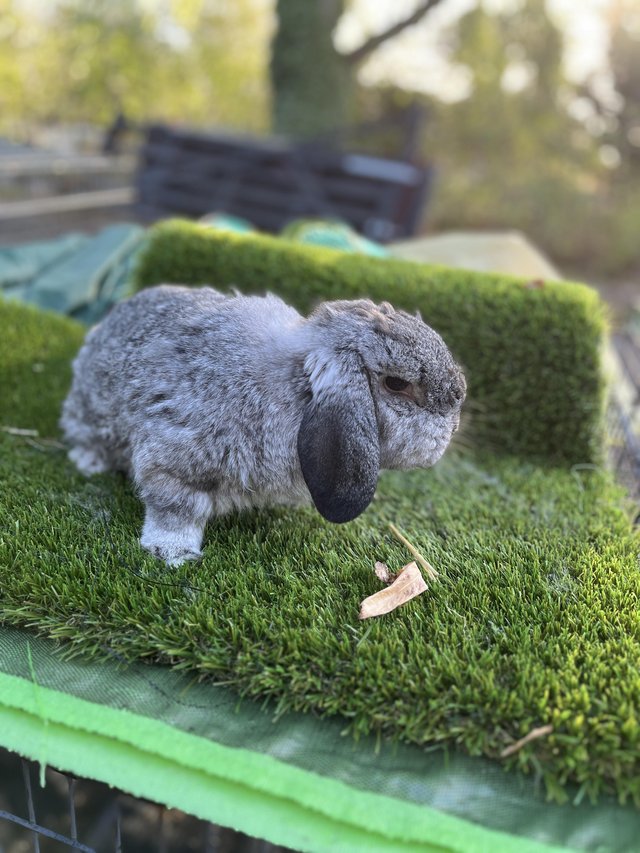 Mini lop female neautred…………… — photo 2 of 4