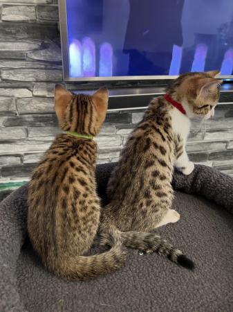 Image 12 of Beautiful Bengal Mix Kittens