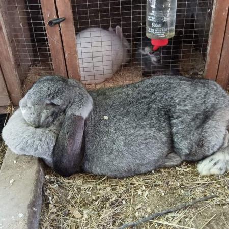 Image 3 of French lop breeding rabbits show type. Two trios chinchilla