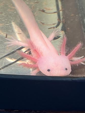 Image 5 of Axolotl’s unsexed Leucistic, 5 available