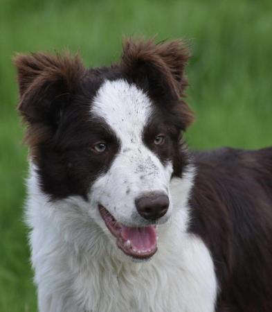 Image 3 of Gold and White Border Collie Puppies