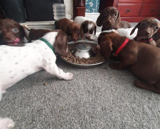 Image 13 of 8 week old mini dach x Springer spaniel pups