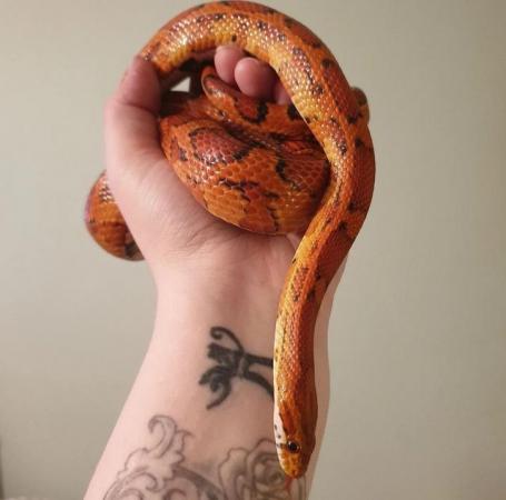Image 5 of Beautiful Female Adult Okeetee Corn Snake