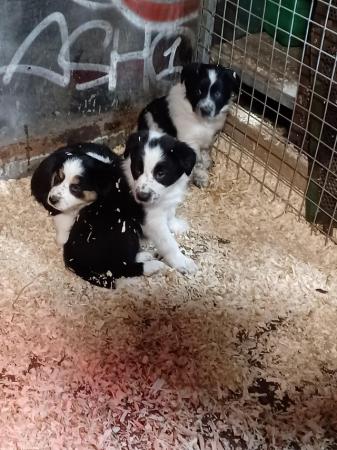 Image 7 of Border collie puppies farm reared