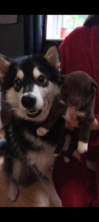Image 3 of Border collie x puppies for sale