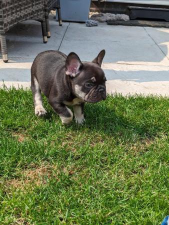 Image 8 of French Bulldog Puppies- Fully Health Tested Parents