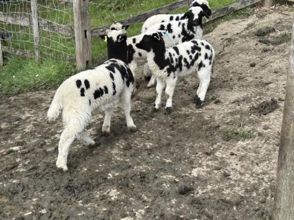 Image 1 of Pedigree registered jacob ewe lambs