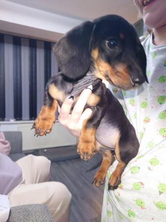 Miniature dachshund girl for sale in Bolton, Greater Manchester - Image 4