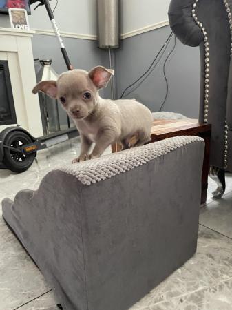 Image 9 of short coat purebred Chihuahua puppies