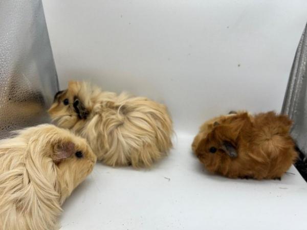 Image 3 of Beautiful Abyssinian X Texel Guinea pigs