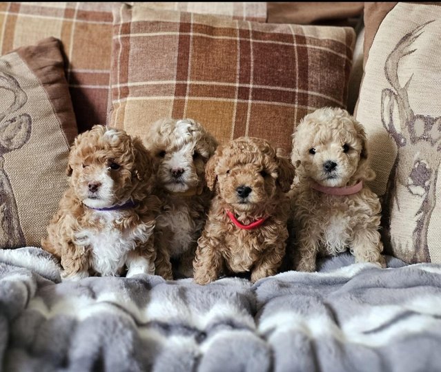 Preview of the first image of Beautiful F1B Toy Maltipoo Puppies.