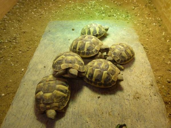 Image 6 of Baby Hermann's tortoises for sale