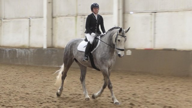 Image 3 of Looking for a rider for 17hh ISH mare allrounder!