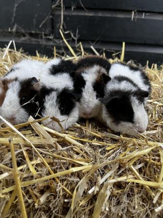 Image 2 of Baby teddy Guinea pigs female