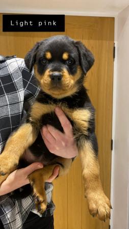 Image 25 of KC registered Rottweiler puppies ready to leave