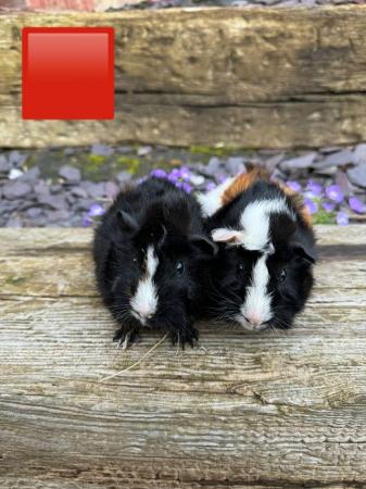 Image 10 of Guinea pigs male and female for sale. Sheffield.