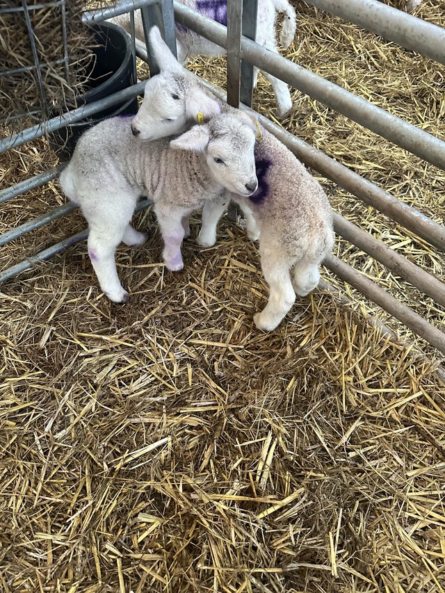 Preview of the first image of Cade lambs for sale Cade lambs.