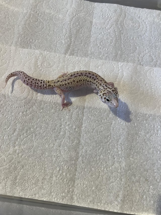 Preview of the first image of Female Leopard Gecko Mack Snow Eclipse.