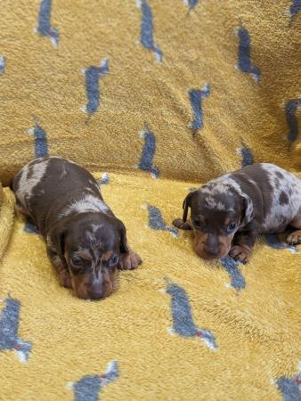 Image 4 of Miniature dachshund pups