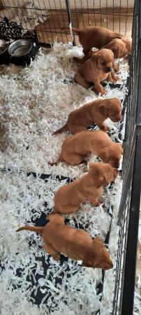 Image 9 of Ready now chunky fox red labrador puppies ready end may