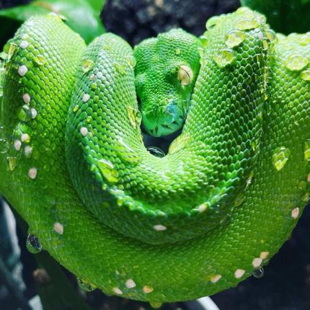 Image 4 of Pair of Green tree python (Aru) cb19 SOLD!!!