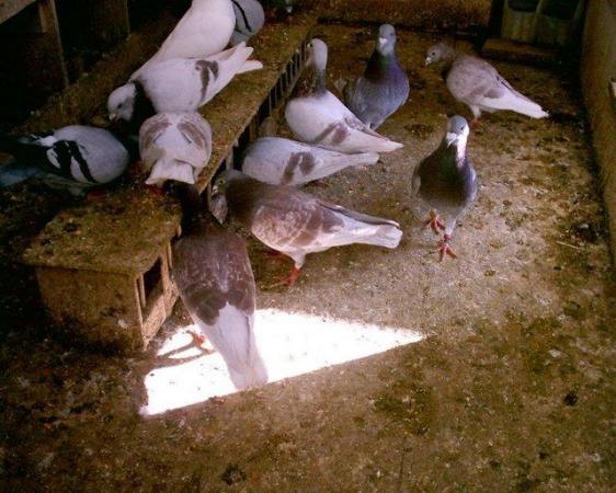 Image 4 of pigeons  for sale in sn11