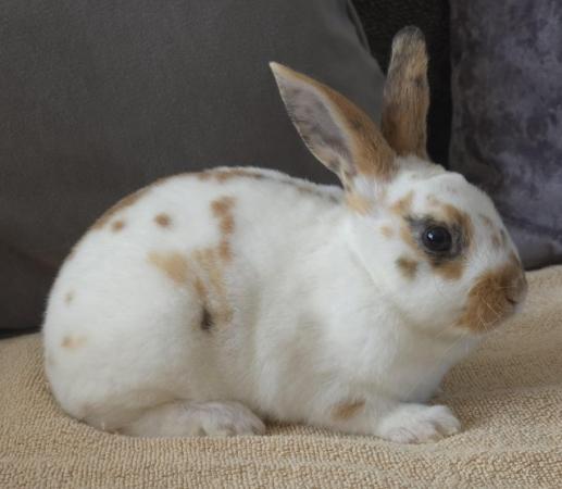 Image 6 of Mini Rex Bucks Looking for new homes