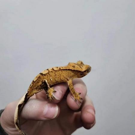 Image 6 of Male Orange Brindle/Tiger Crested Gecko