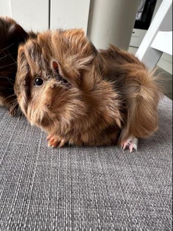 Image 3 of Now Reserved. very handsome funky male baby guinea pigs