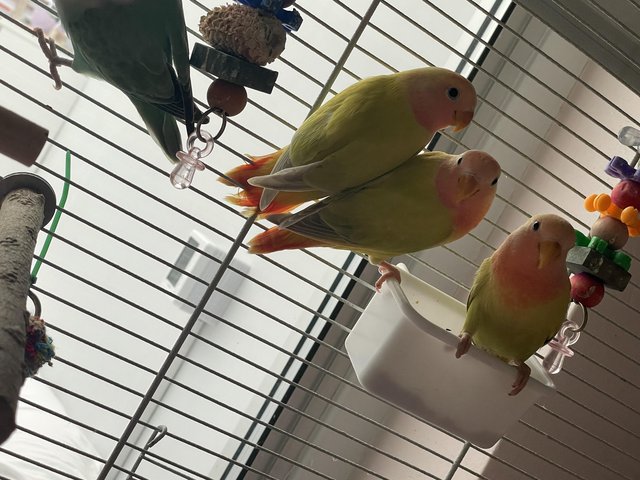 Preview of the first image of LAST ONE!!! 9 Weeks old Lovebird chicks.