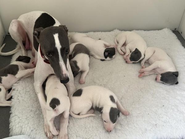Image 1 of Kc reg whippets health tested parents  last pup available
