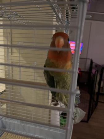 Image 3 of Male lovebird one year old