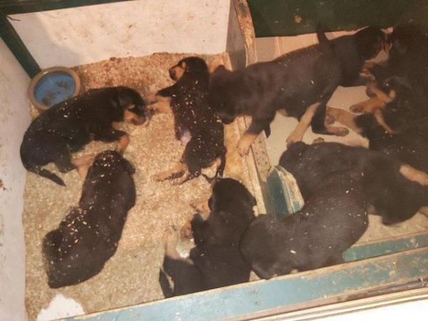 Image 7 of Rottweilerpuppies for sale mixed litter.