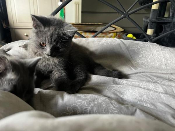 Image 17 of Adorable British blue kittens ready to go now