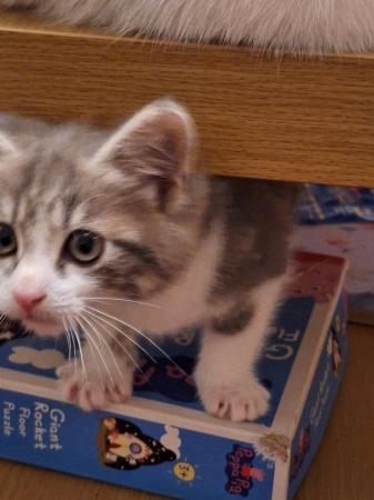 Image 4 of *Last little boy* Beautiful ragdoll cross kitten for sale