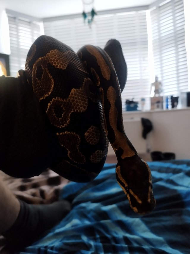 Preview of the first image of Ruby the Royal Pythonthree and half years old.