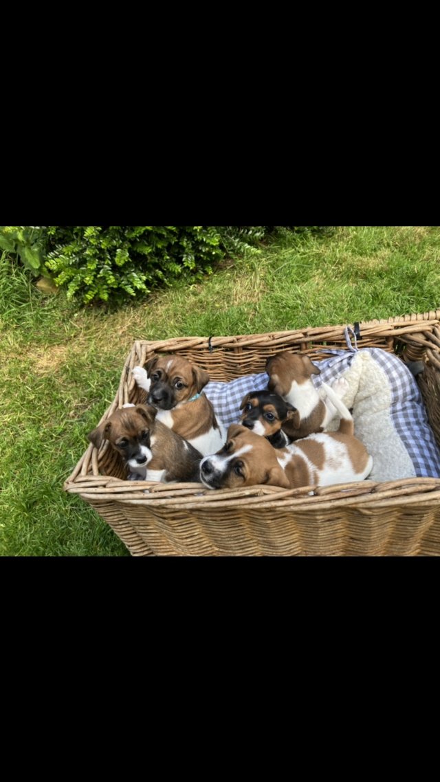 Preview of the first image of Stunning Jack Russell Puppies.