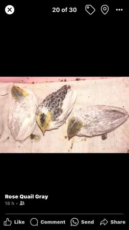 Image 35 of QUAIL HATCHING EGGS/4 BREEDS !