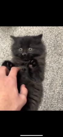 Image 2 of Adorable dark brown/black kitten for sale