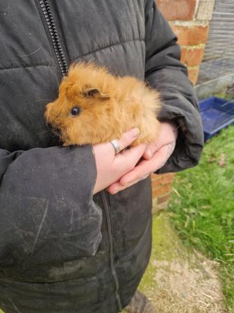 Image 7 of Bonded guinea pig boys available
