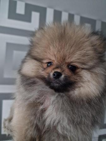 Image 4 of Pomeranianpuppys very good blood and nice characters