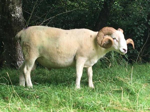 Image 2 of Wiltshire Horn 3-year old ram