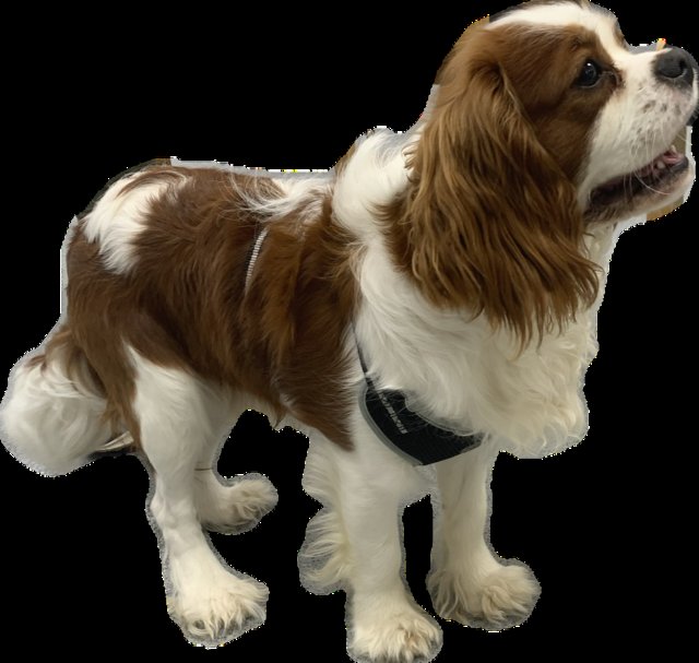 Preview of the first image of Health tested kc reg cavalier King Charles.
