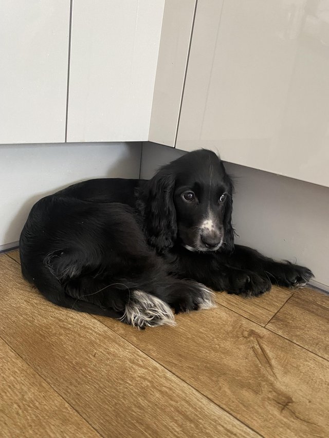 Preview of the first image of Stunning cocker spaniels.