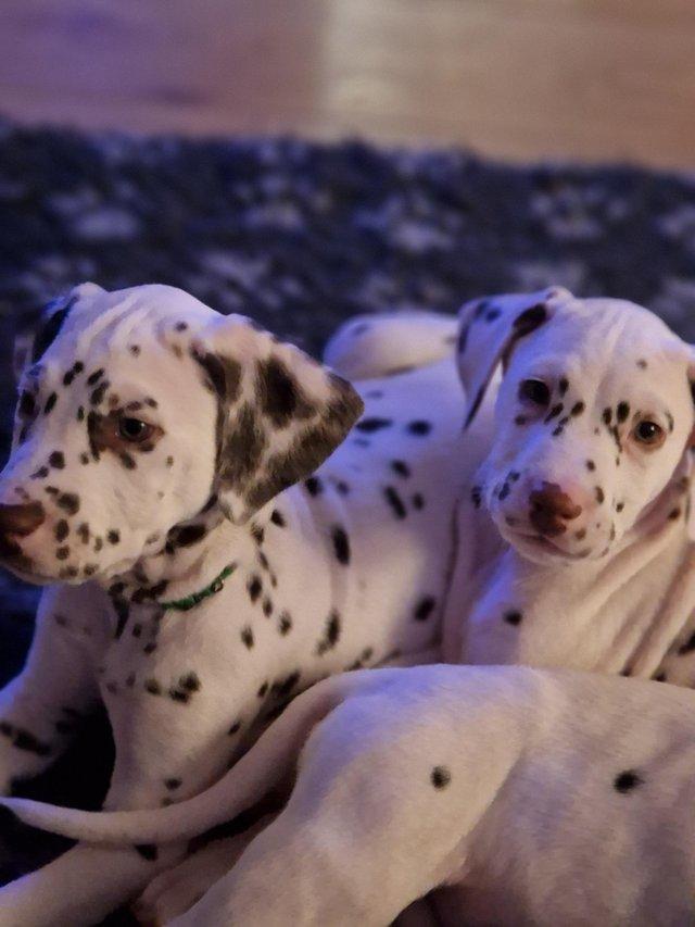 Preview of the first image of 12 Week Old Beautiful Pedigree Dalmatian Puppies.