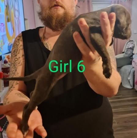 English Bulldog puppies for sale in Wellingborough, Northamptonshire – 1 year old - Image 13 of 15