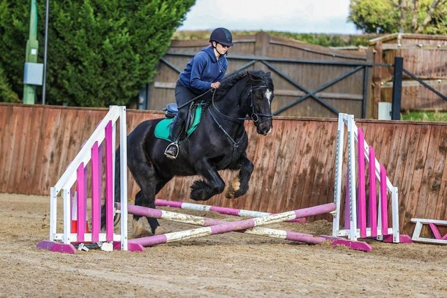 Preview of the first image of For Sale Magic Beautiful Black 14.2/14.3 Cob X Gelding.