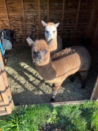 Image 7 of BAS REGISTERED BEAUTIFUL QUALITY BABY ALPACAS