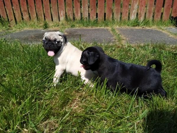 Image 13 of *Two boys ready now £700 beautiful pug puppies*