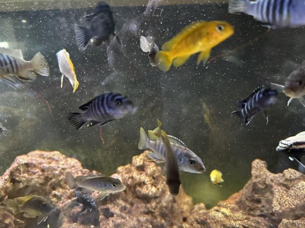 Image 3 of Approximately 30 various Cichlids